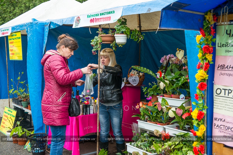 Новость - Досуг и еда - Приходи посмотреть: в саду Шевченко открылась выставка цветов