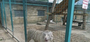 Екзотичні хижаки поселились в зоопарку на Львівщині (фоторепортаж)