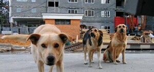 В Харькове стая собак искусала девочку-подростка