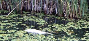 На Печенежском водохранилище массовый мор рыбы
