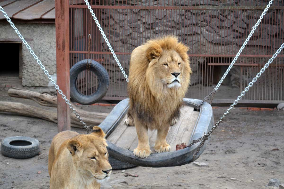 Новость - События - В Харьковском Зоопарке прокомментировали слухи об усыплении зверей