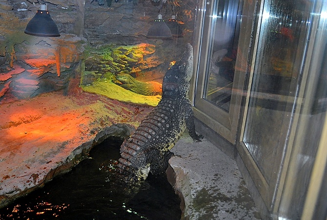 Новость - События - В Харьковском зоопарке родились нильские крокодилы