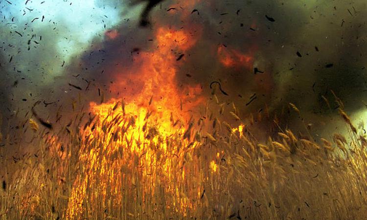 Новость - События - Под Харьковом сгорела половина урожая пшеницы