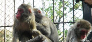 До Львова привезуть тварин з харківського зоопарку