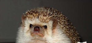 Бешеные ежи в Днепре кидаются на людей