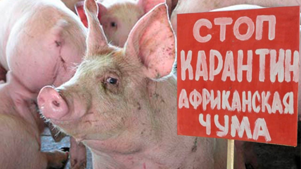 Новость - События - Из-за  африканской чумы у свиней в Харьковской области устанавливают блокпосты