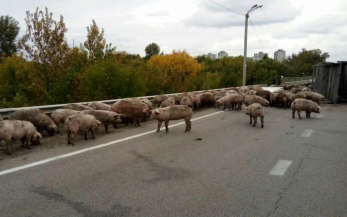 Новость - События - В Харькове перевернулся грузовик со свиньями: животных ловили по всей трассе (фото)