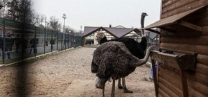 Кушать подано: завтрак с межигорскими страусами