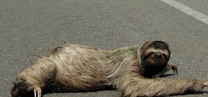 Фотофакт: в Голосеевском парке появилась разметка для пьяных