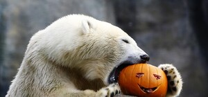 Приятное с полезным: киевлян призвали оставшиеся от Хэллоуина тыквы отдавать в Межигорье