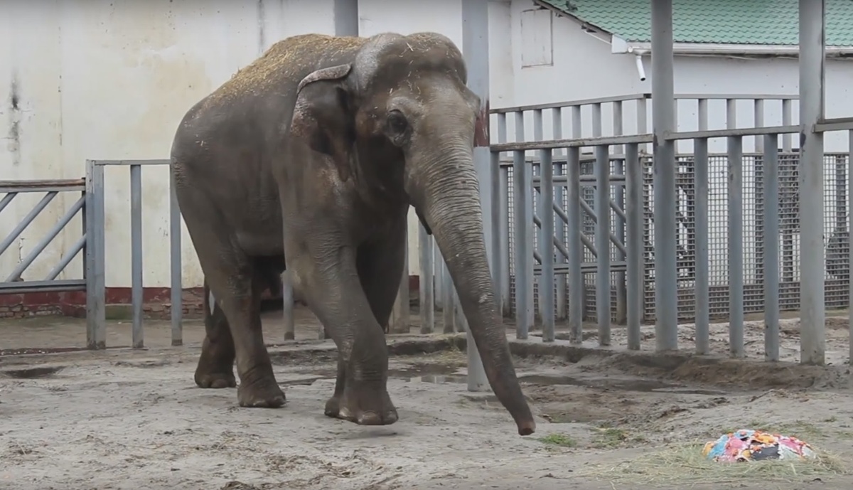Новость - События - Не завидуй: что подарили харьковскому слону на девятнадцатилетие