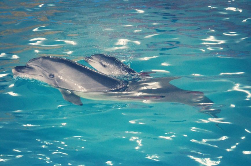 Новость - События - Пополнение: в Харькове родился дельфиненок