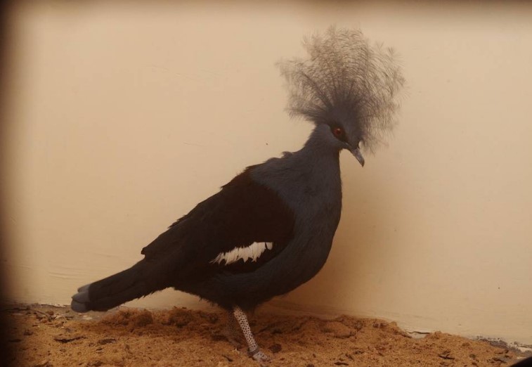 Новость - События - Ты смотри, какая птица: в Экопарк привезли уникальных голубей