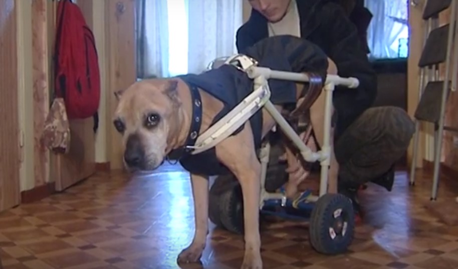 Новость - События - Усыплять - не выход: харьковчанин соорудил для собаки инвалидную коляску