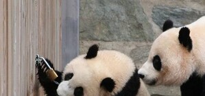 Получи ответ: почему в Мост-сити закрыты все двери, кроме одной