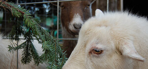 Убери до марта: Зоопарк 