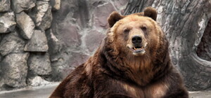 Новый дом для медведя: днепровского зверя отвезут в Карпаты
