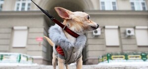 Химия возвращается: в Симферополе дороги будут посыпать реагентом