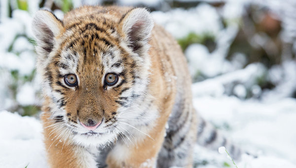 Новость - Досуг и еда - Елисей ждет подружку: в Харьковском зоопарке рассказали о новом амурском тигренке