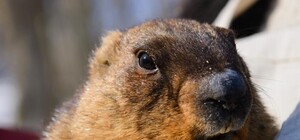 День сурка: харьковский Тимка сделал предсказание о приходе весны и безвизе