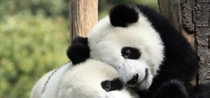 Флешмоб: у Львові будуть обніматися на площі Ринок