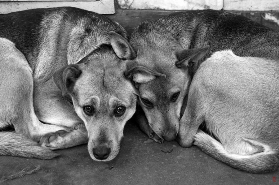 Новость - События - Все псы попадают к нам: бездомных собак из Донбасса хотят привозить в Харьков