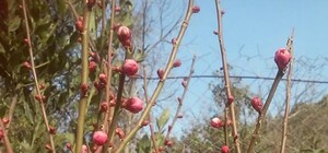 Фотофакт: на ЮБК уже цветут абрикос и жасмин