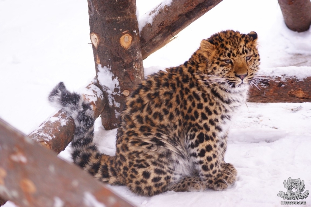 Новость - Досуг и еда - Самые редкие: в Харьковском зоопарке поселятся амурские леопарды