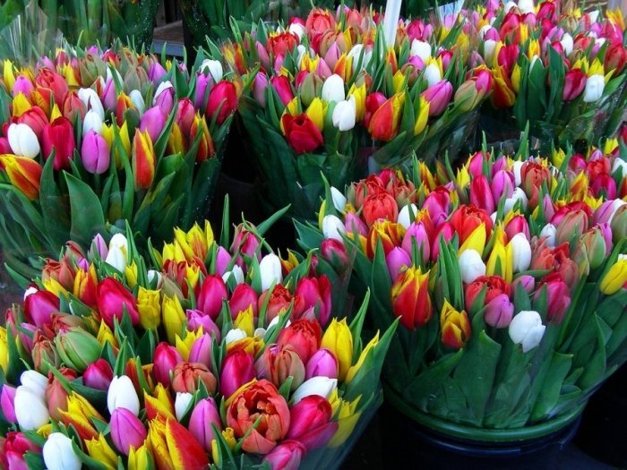 Новость - События - Целое море цветов: под Харьковом 8 марта ограбили продавца тюльпанов