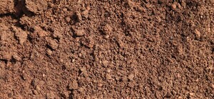 Тело младенца на кладбище: полиция разыскала родителей ребенка