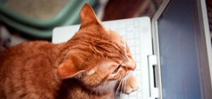 Мы знаем, что обсуждают в сети: стало известно, где живет Янукович