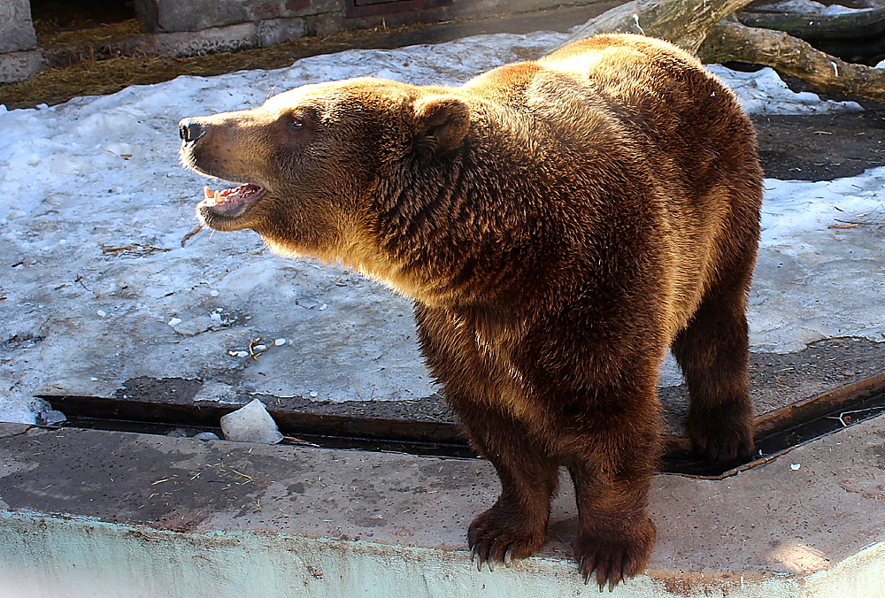 Новость - Досуг и еда - Видеофакт: в харьковском зоопарке вышли из спячки медведи