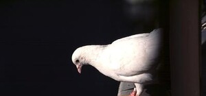 Птичку жалко: под Киевом жестоко убили колонию голубей