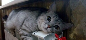 Достроково: стало відомо коли на Львівщині зникне тепло у будинках