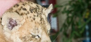 Спит с человеком и уже ест мясо: как поживает найденный на Одесской таможне львенок