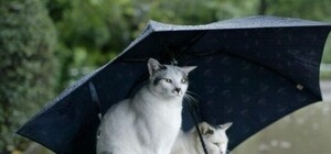 Не мерзни: на Львівщині через погіршення погоди відновлять опалювальний сезон