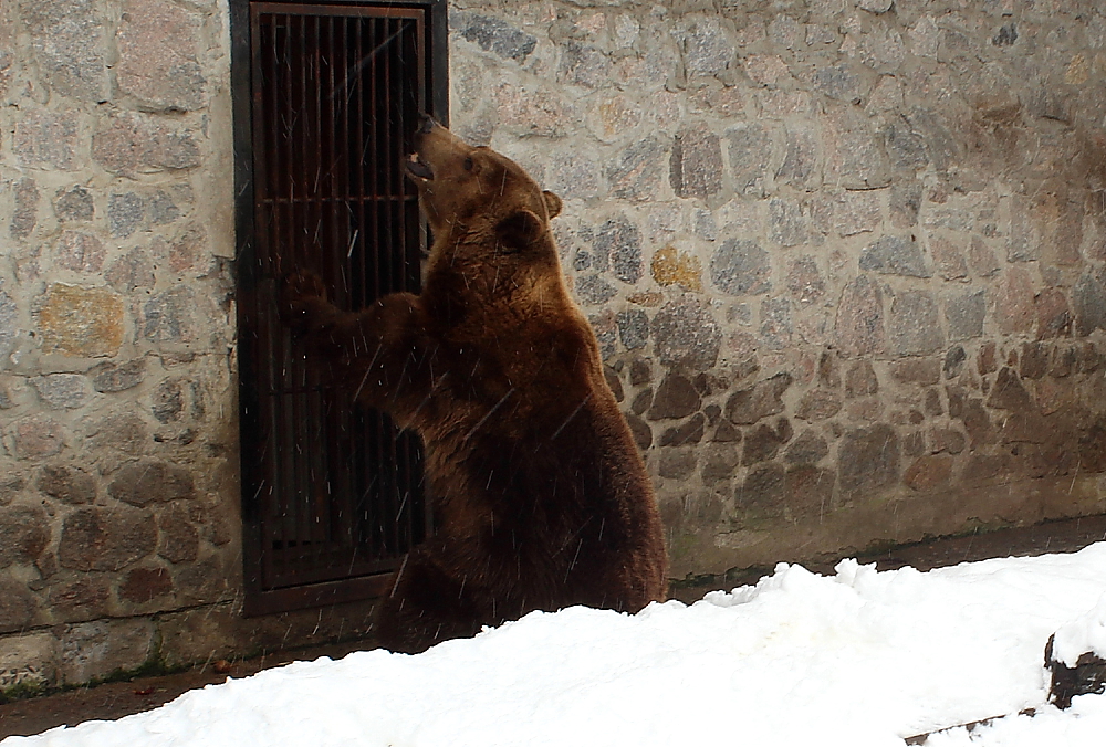 Новость - События - Мишки не готовы: в Харьковском зоопарке рассказали, как животные отреагровали на погоду