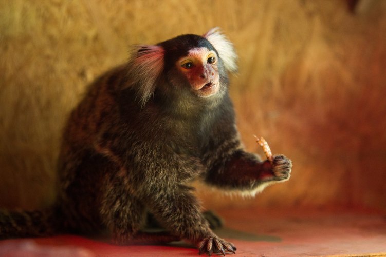 Новость - Досуг и еда - Поздравь с новосельем: в харьковском экопарке поселилась миниатюрная обезьянка