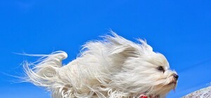 Держись крепче: в Киеве ожидают сильные порывы ветра