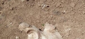 Смотри: в Полтаве на месте строительства нашли человеческие кости