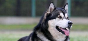 Обери собі друга: 7 собак тижня, які чекають на тебе