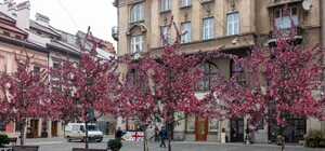 Як долучитись: львів’ян кличуть висаджувати дерева на площі