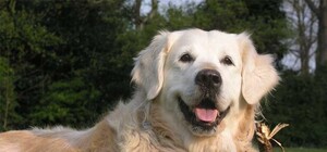 Обери собі друга: дев'ять собак, які чекають на тебе