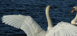 Смотри: под Полтавой мужчина подрался с лебедем