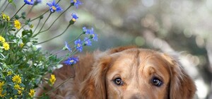 Обери собі друга: 12 собак тижня, які чекають на тебе