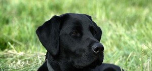 Обери собі друга: 10 собак тижня, які чекають на тебе