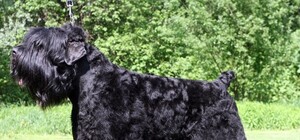 Обери собі друга: 10 собак тижня, які чекають на тебе