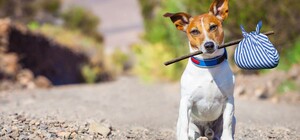 Обери собі друга: 12 собак тижня, які чекають на тебе