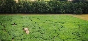 Рекордно большой: на кукурузном поле под Киевом создали лабиринт в форме карты Украины