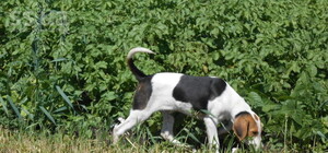 Обери собі друга: 10 собак тижня, які чекають на тебе